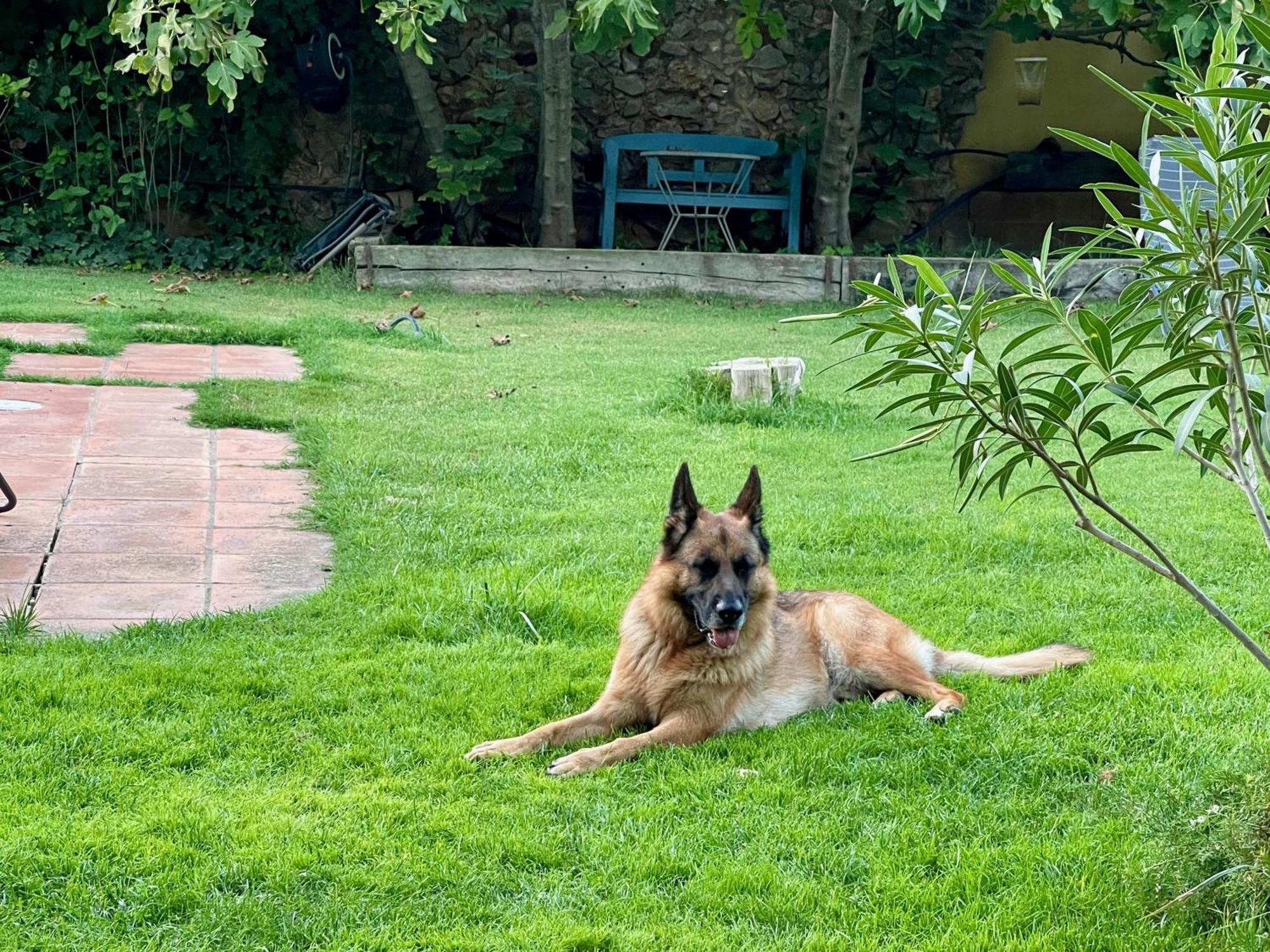 Santa Caterina - Dog Friendly With Garden Villa Sobrestany Eksteriør billede